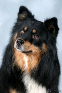  NoUCH Liculas-de Nicu/Nicu, finsk lapphund, ägare John Sjöstrand. FOTO: GLADA TASSEN