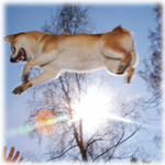 hund