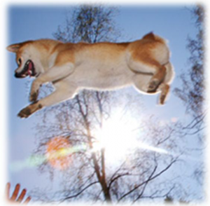 hund